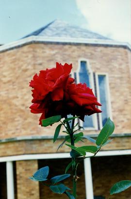 1997 Campus Red Rose Chapel courtyard ST p065