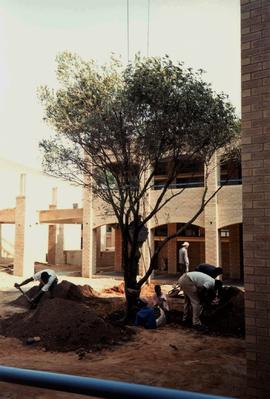1995 GC Tree planting 007