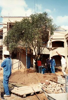 1995 GC Tree planting 006