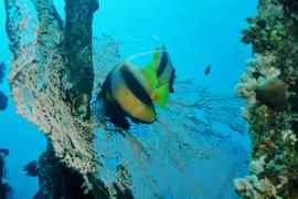 2013 BC GC Scuba diving tour to Red Sea 11