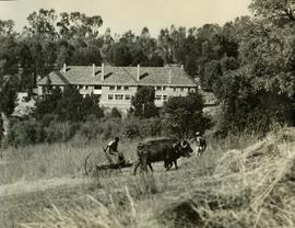 1954 HA 024 BC Mountstephens House with oxen