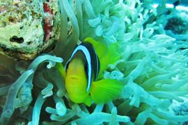 2013 BC GC Scuba diving tour to Red Sea 09