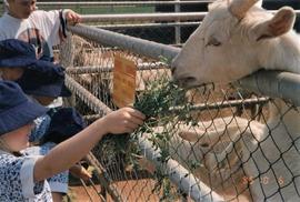 1995 GP Grade 1 Animal farm visit 007