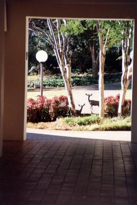 1997 BP Landscapes Antelope sculptures 062